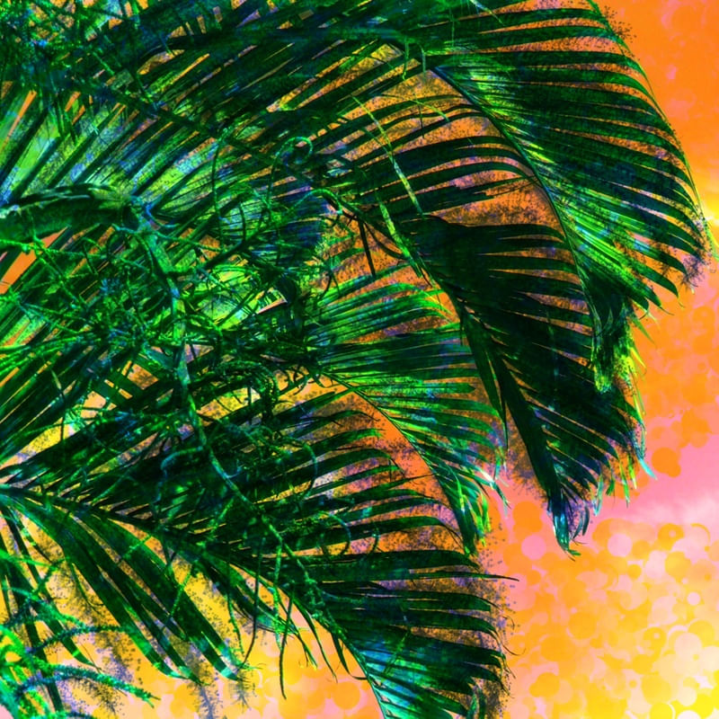 PALMEIRA 1