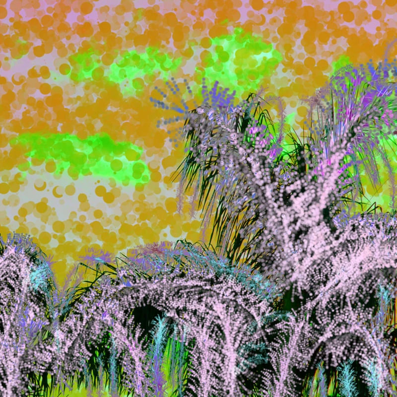 PALMEIRA 2