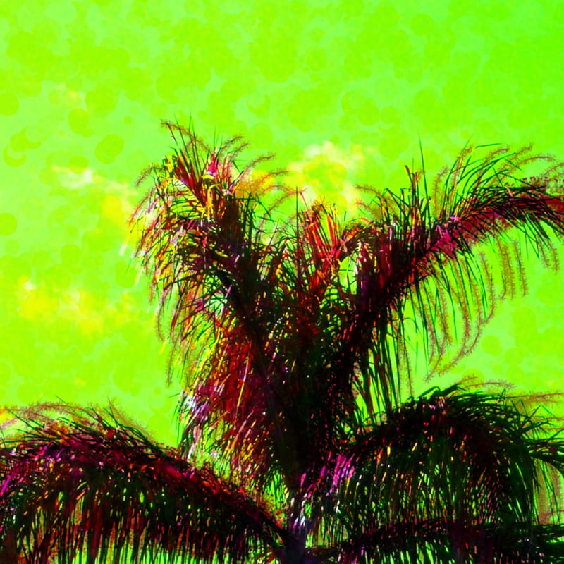 PALMEIRA 3