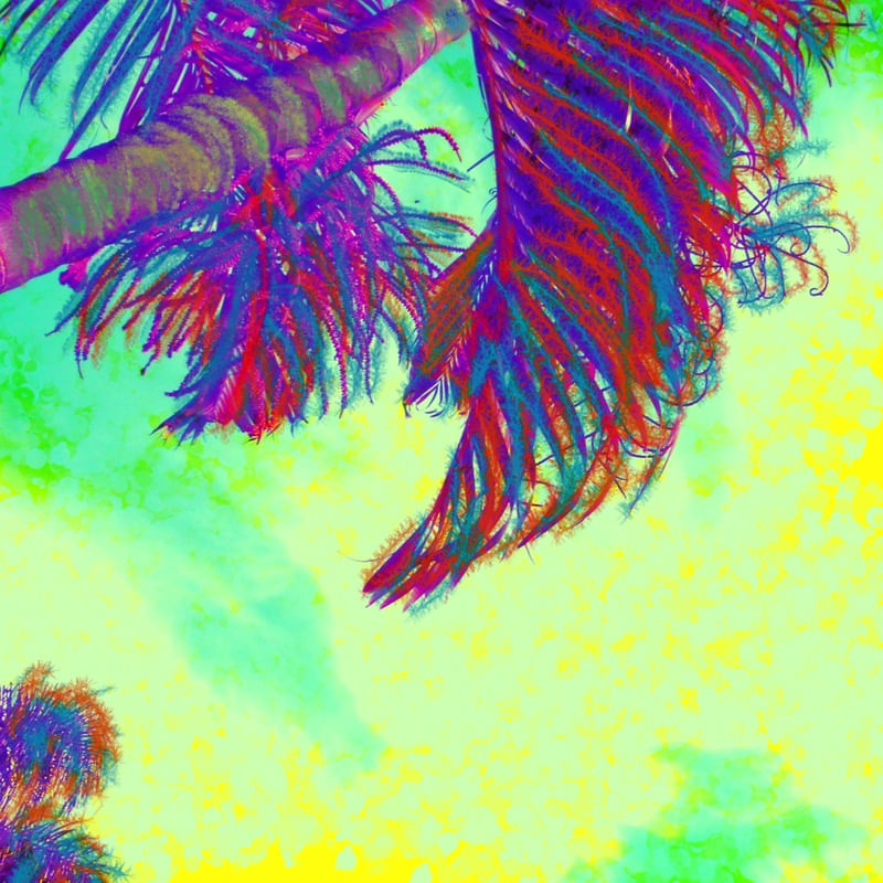 PALMEIRA 4