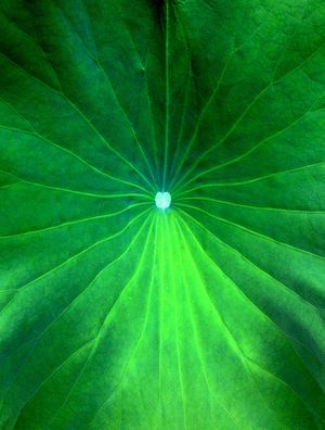 PONTO VERDE