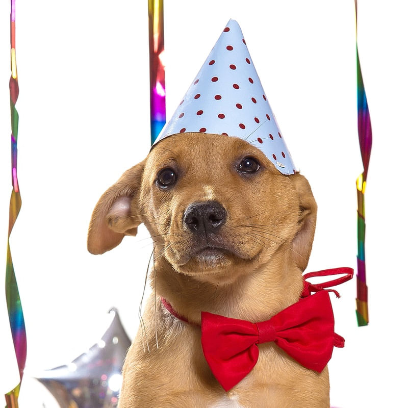 DOG MODELS - ANIVERSARIANTE