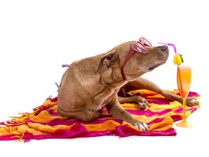 DOG MODELS - BEACH