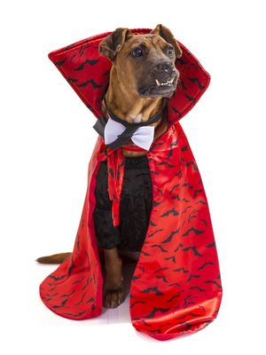 DOG MODELS - DRACULA