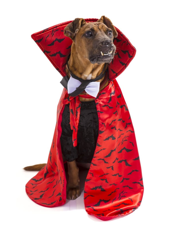 DOG MODELS - DRACULA