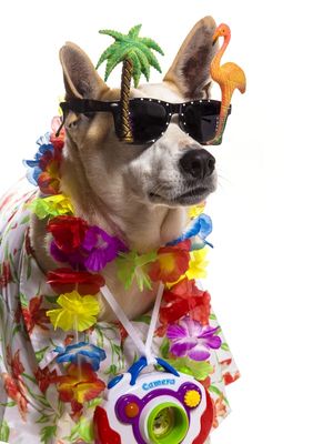 DOG MODELS - TÔ DE FÉRIAS