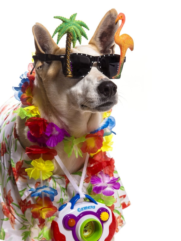 DOG MODELS - TÔ DE FÉRIAS