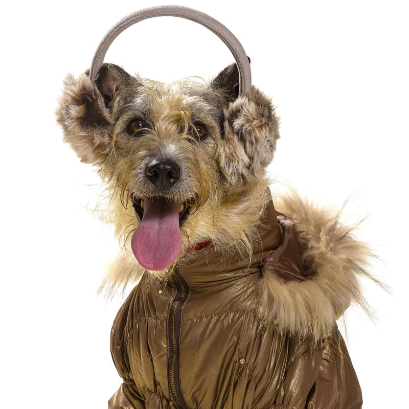 DOG MODELS - TÔ COM FRIO
