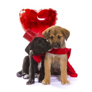 DOG MODELS - NAMORADOS