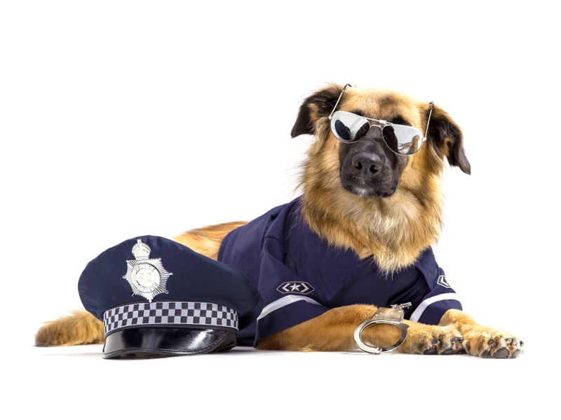 DOG MODELS - POLICIAL