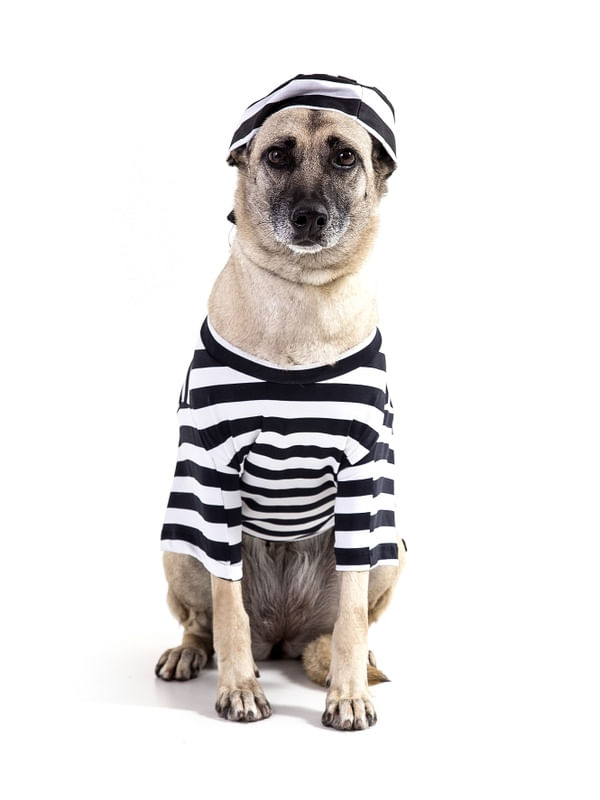 DOG MODELS - PRISIONEIRO