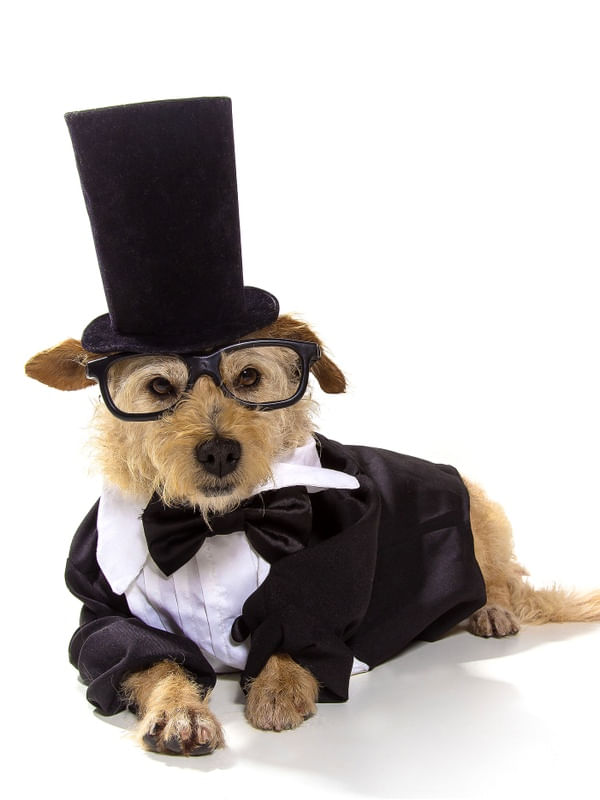 DOG MODELS - SMOKING