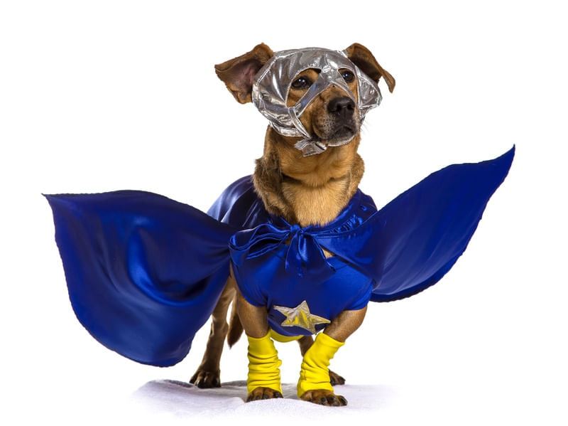DOG MODELS - SUPERDOG
