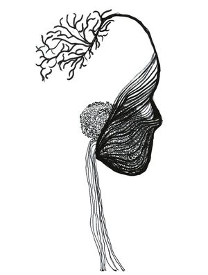 MENTE CALA