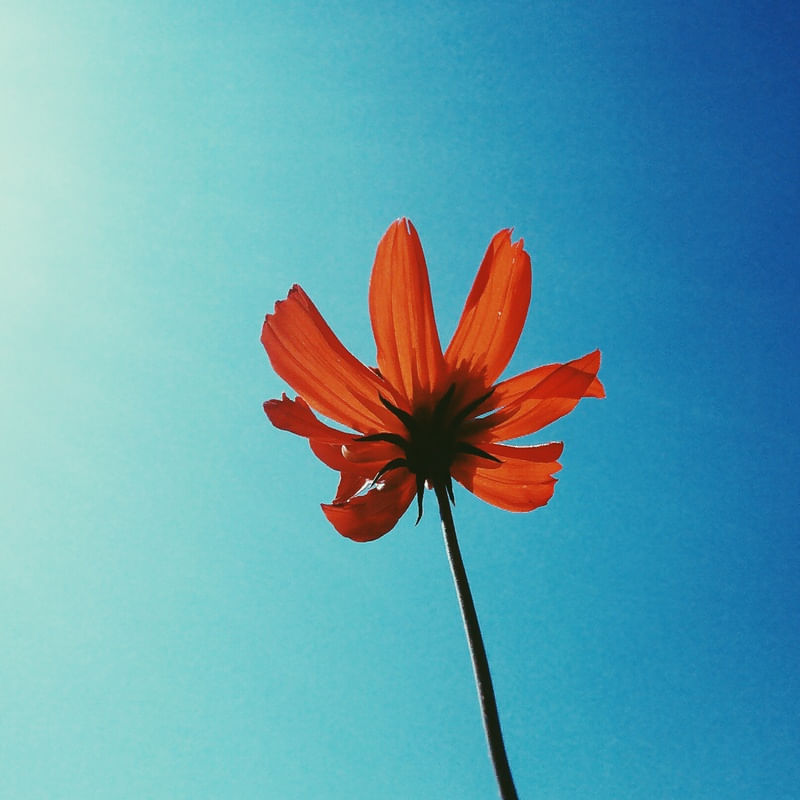 FLORIR I