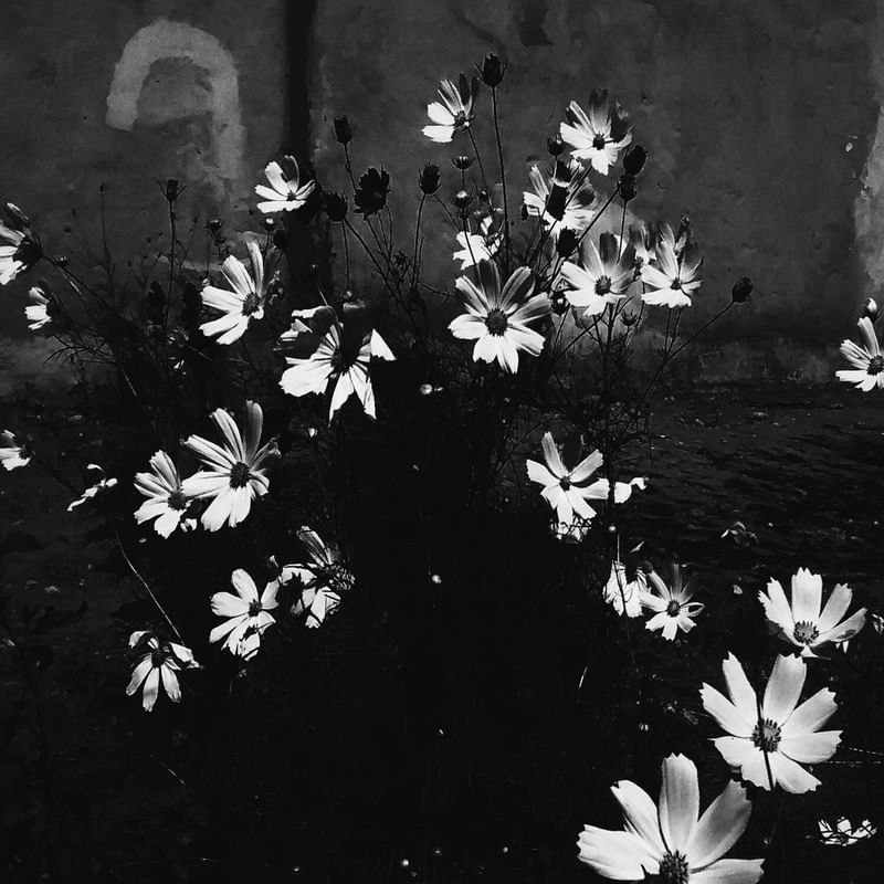 FLORIR II