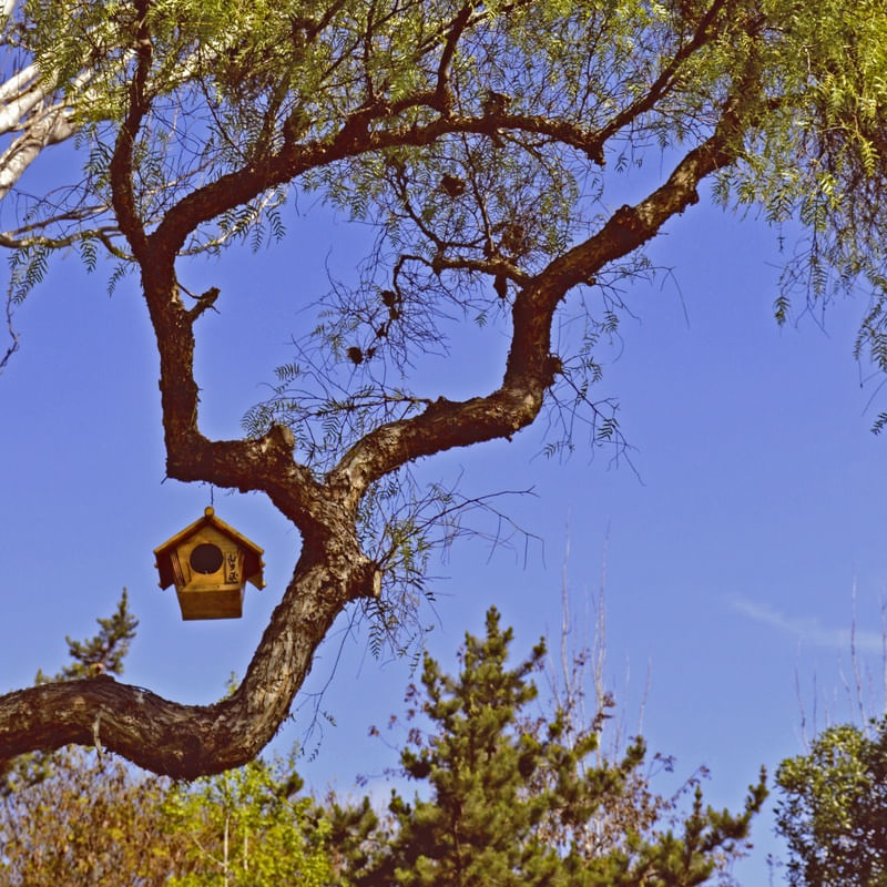 CASA DE PASSARINHO