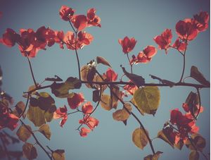 VEJO FLORES EM VOCÊ