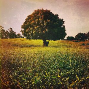 SOUL TREE