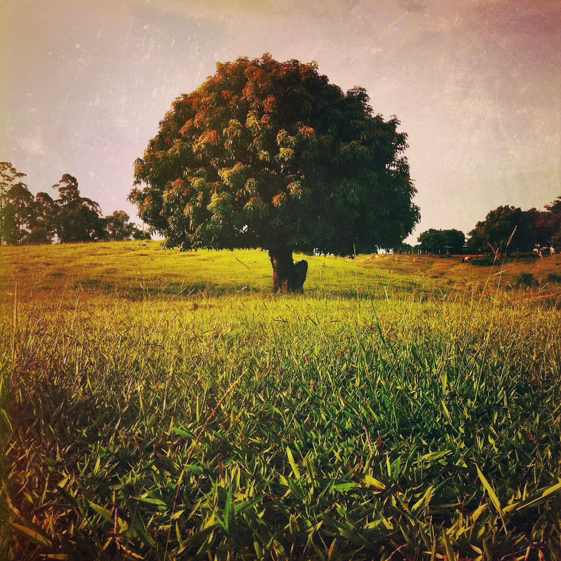 SOUL TREE