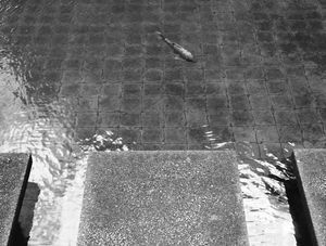 PARALELO XVIII