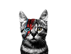 CAT BOWIE