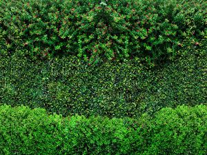 GREEN WALL