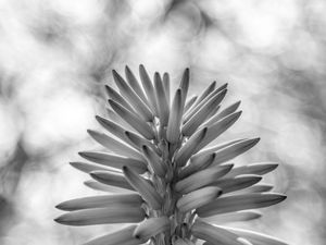 FORMAS E LUZES DA NATUREZA II