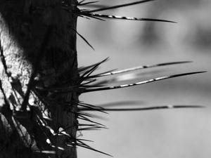 FORMAS E LUZES DA NATUREZA III