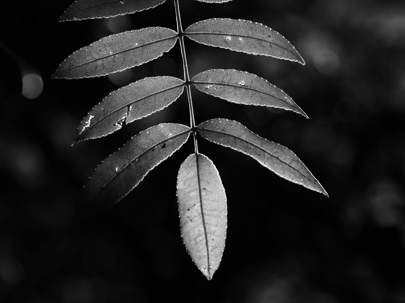 FORMAS E LUZES DA NATUREZA IV