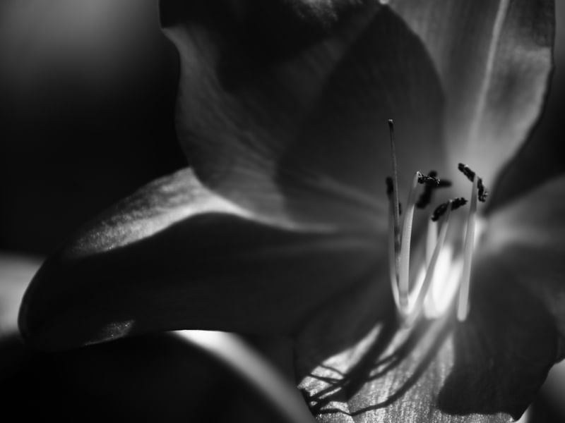 FORMAS E LUZES DA NATUREZA VI