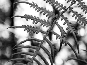 FORMAS E LUZES DA NATUREZA X