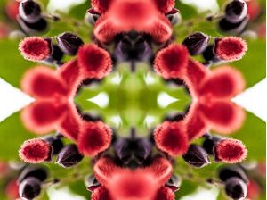 KALEDOSCOPIC FLOWER