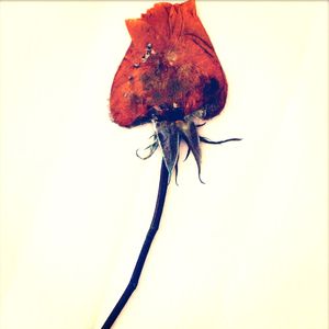 ROSE II