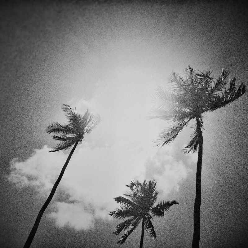 COQUEIROS AO CÉU