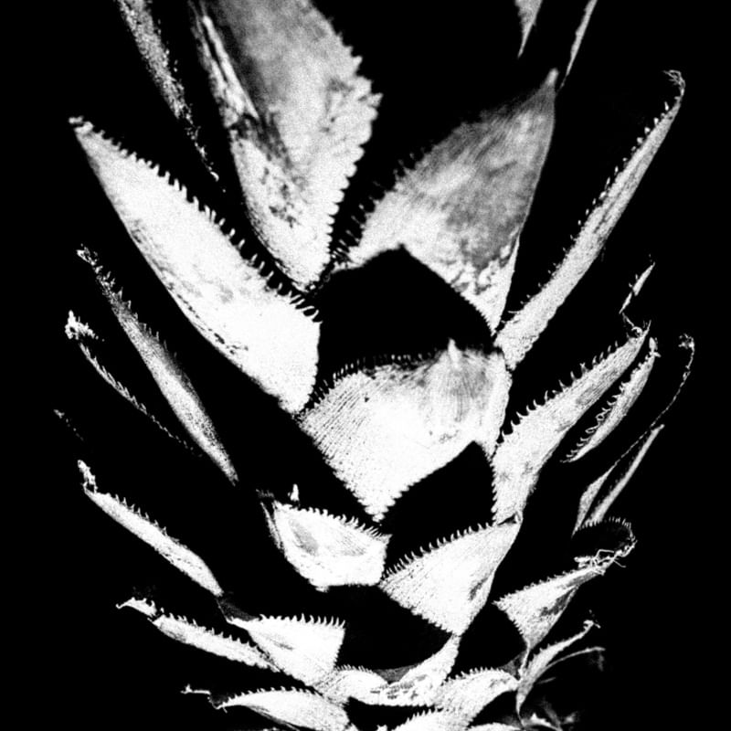COROA DE ABACAXI 02