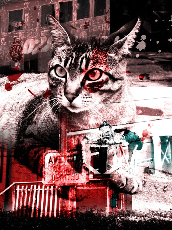 GATOS EM PARANAPIACABA II