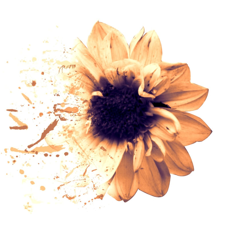 DESFAZENDO A FLOR I
