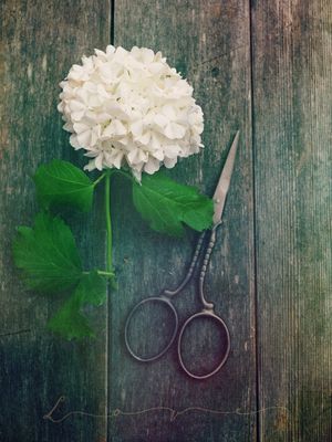 GARDENING LOVE