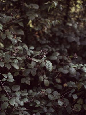 NATURE1