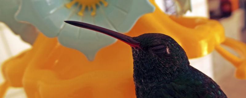 SLEEPING BIRD