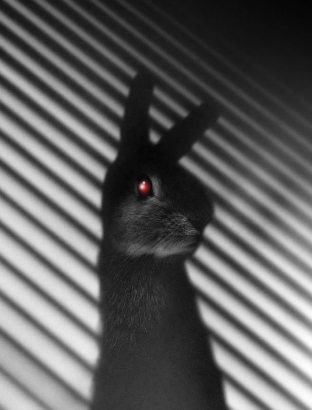 SHADOW BUNNY