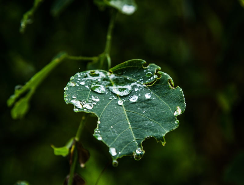 DEPOIS DA CHUVA #6