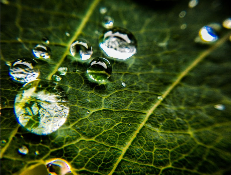 DEPOIS DA CHUVA #1