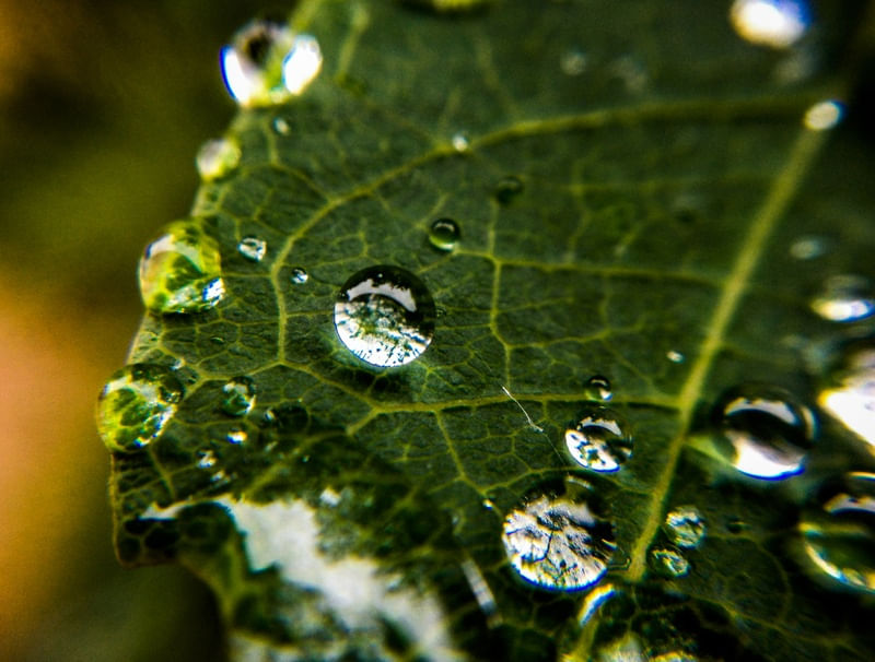 DEPOIS DA CHUVA #5