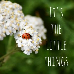 THE LITTLE THINGS
