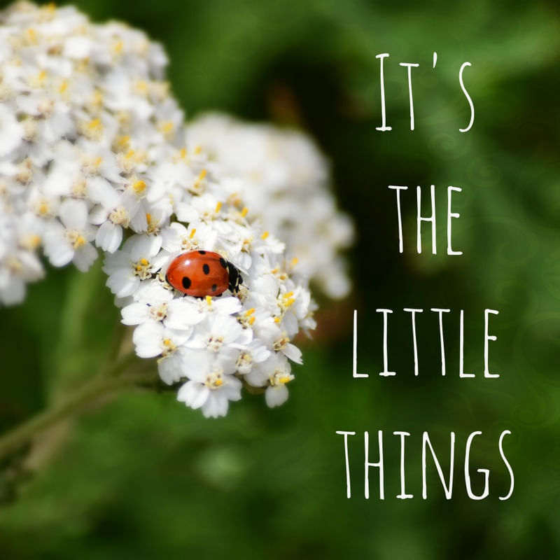 THE LITTLE THINGS