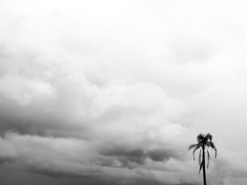 COQUEIRO BW