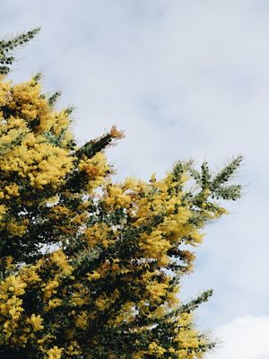 YELLOW TREE #2