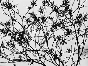 NAKED TREE #1